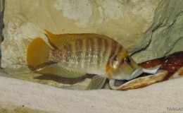 Altolamprologus compressiceps Gombe red4