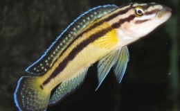 Julidochromis regani Kipili