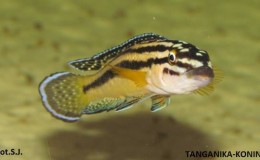 Julidochromis regani Kipili2