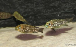 Petrochromis-trewavasae1