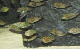 Petrochromis-trewavasae2